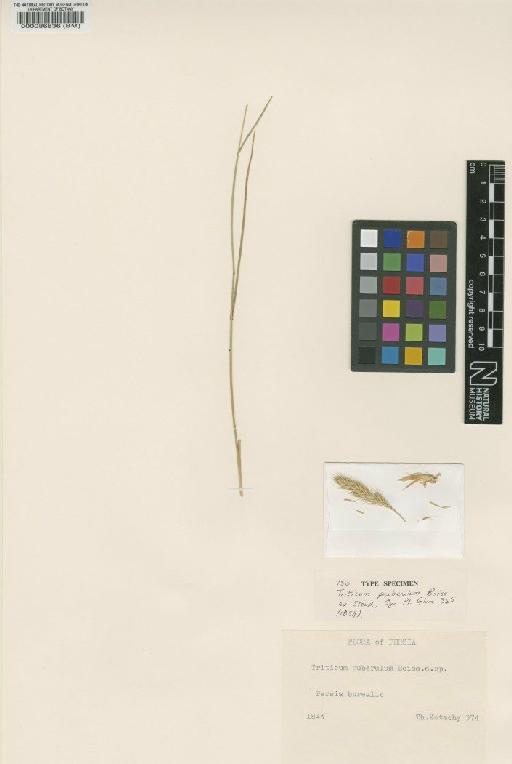 Agropyron cristatum (L.) Gaertn. - BM000086836