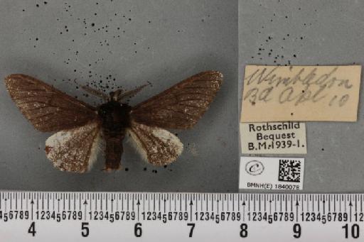 Biston betularia ab. carbonaria Jordan, 1869 - BMNHE_1840078_413072