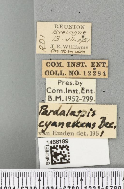 Neoceratitis cyanescens (Bezzi, 1923) - BMNHE_1466189_label_27053