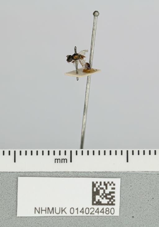 Xanthesma (Xenohesma) maculata (Smith, F., 1879) - 014024480__-