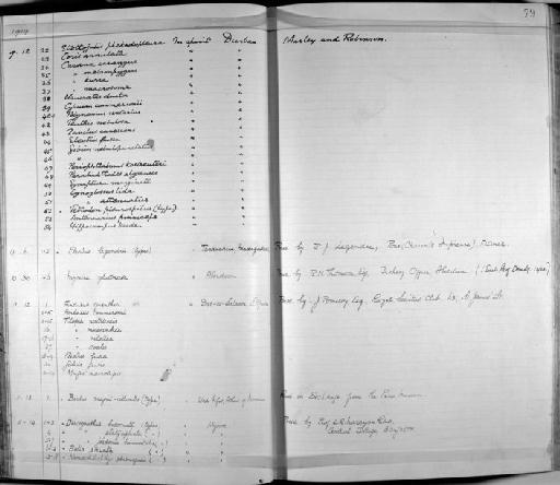 Tilapia gigliolii - Zoology Accessions Register: Fishes: 1912 - 1936: page 79