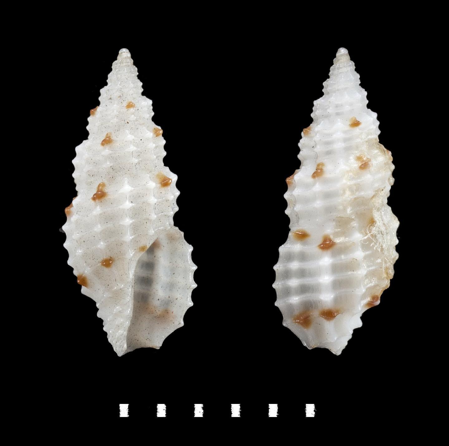 To NHMUK collection (Clathurella rubroguttata H. Adams, 1872; HOLOTYPE; NHMUK:ecatalogue:2482761)