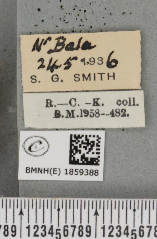 Pseudopanthera macularia ab. parvipunctaria Cockayne, 1950 - BMNHE_1859388_label_429744
