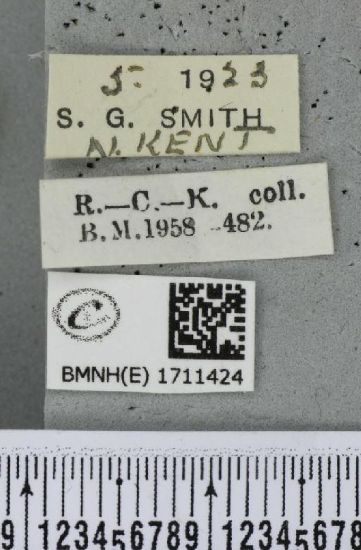 Cyclophora annularia (Fabricius, 1775) - BMNHE_1711424_label_273590