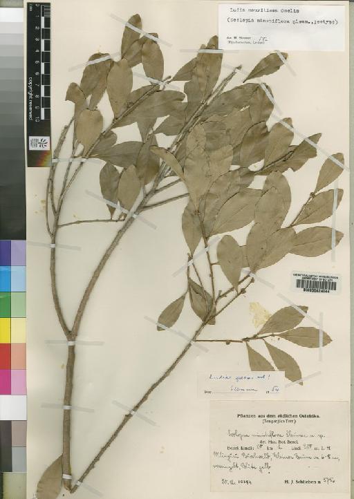 Ludia mauritiana J.F.Gmel. - BM000624044