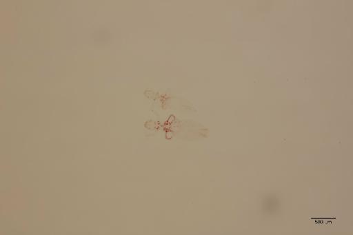 Gliricola sylvatica Mendez, 1969 - 010648914_specimen