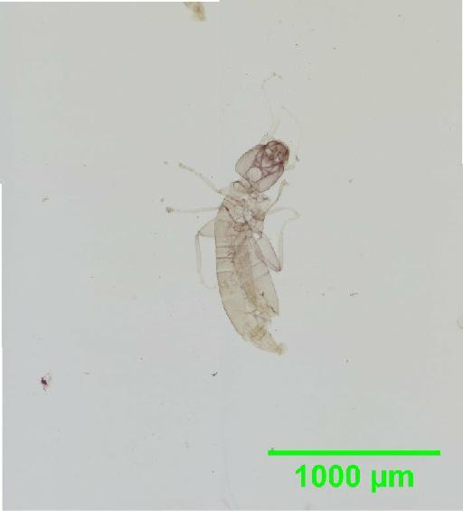 Liposcelis paetus Pearman, 1942 - 010150900__2016_03_17_s15