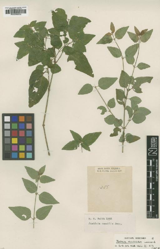 Justicia rhodoides Leonard - BM000992552