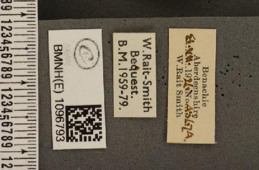 Coenonympha tullia scotica ab. laidion Borkhausen, 1788 - BMNHE_1096793_label_8200