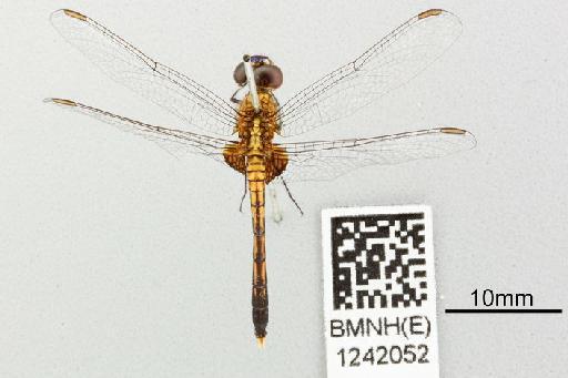 Erythrodiplax basalis (Kirby, 1897) - Erythrodiplax_basalis-BMNHE_1242052-Lectotype-Dorsal_habitus