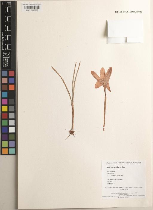 Crocus nudiflorus Sm. - BM012556570