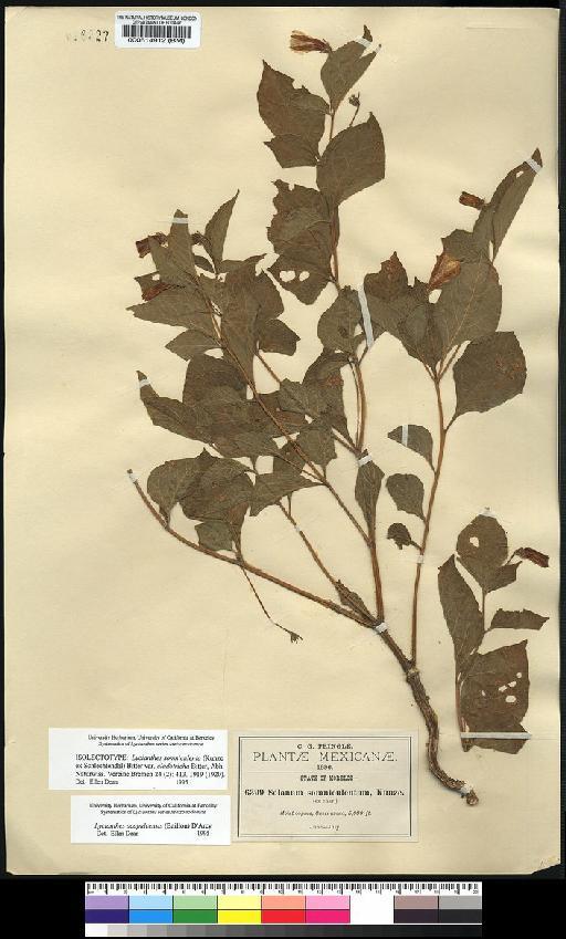 Lycianthes somniculenta var. cladotricha Bitter - Spruce - BM000514912