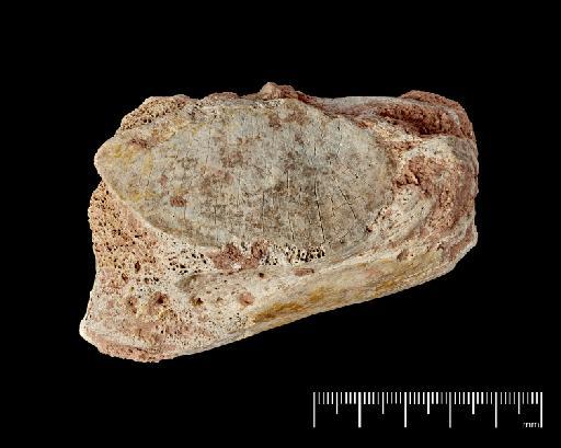 Mammuthus primigenius (Blumenbach, 1799) - Pre-DSA photo of M 868 (5)