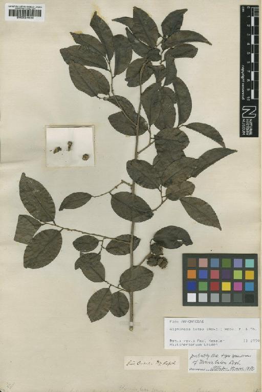 Alphonsea lutea (Roxb.) Hook.f. & Thomson - BM000946066