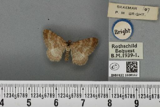 Xanthorhoe spadicearia ab. griseofasciata Lempke, 1950 - BMNHE_1608162_322651