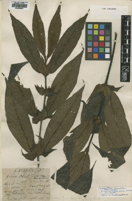 Lasianthus hirsutus (Roxb.) Merr. - BM000848507