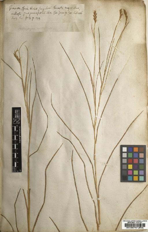 Andropogon contortus L. - BM000588757