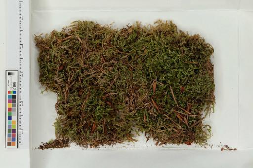 Hypnum cupressiforme Hedw. - 013779684_a