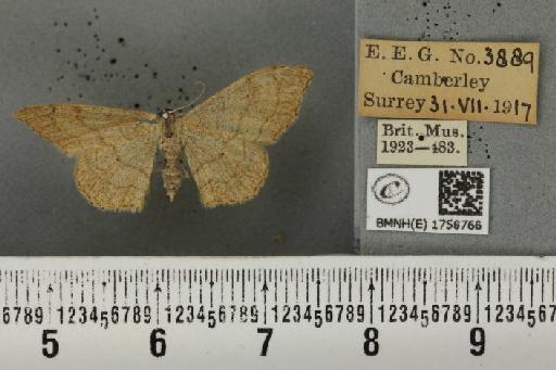 Idaea aversata (Linnaeus, 1758) - BMNHE_1758766_321952