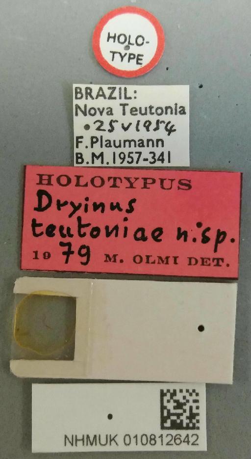 Dryinus teutoniae Olmi, 1984 - 010812642-NHMUK-Dryinus_teutonicus-holotype-labels_and_chela