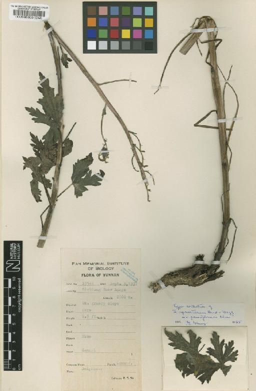 Delphinium bulleyanum Forest. ex Diels - BM000565803