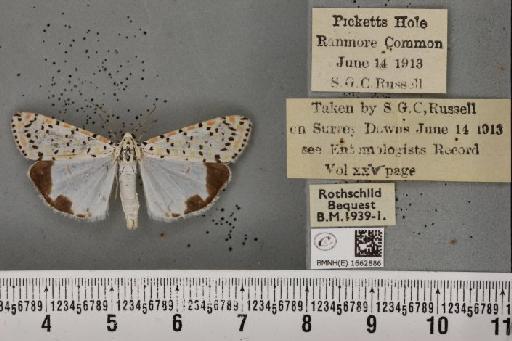 Utetheisa pulchella (Linnaeus, 1758) - BMNHE_1662886_283381