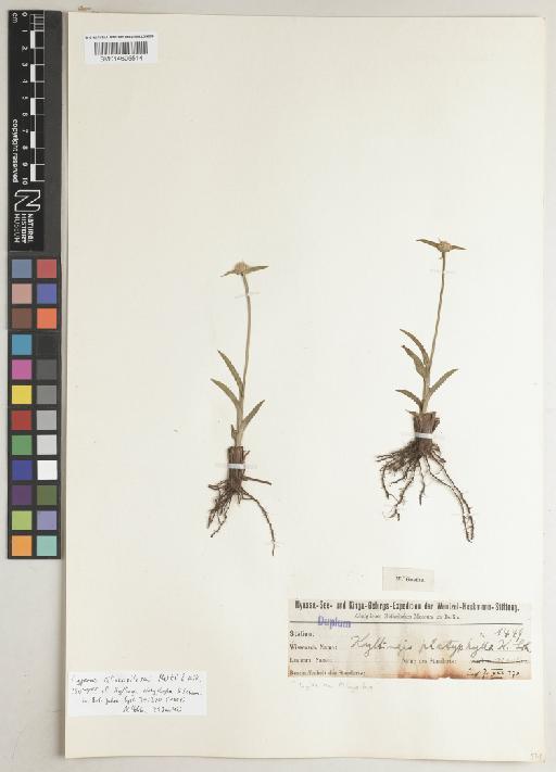 Cyperus ciliatopilosus Mattf. & Kük. - BM014605514