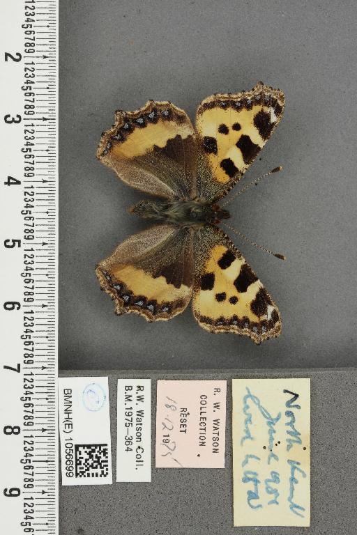 Aglais urticae ab. pallida Mosley, 1896 - BMNHE_1056699_46234