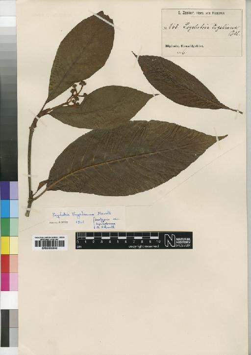 Psychotria vogeliana Benth. - BM000903348