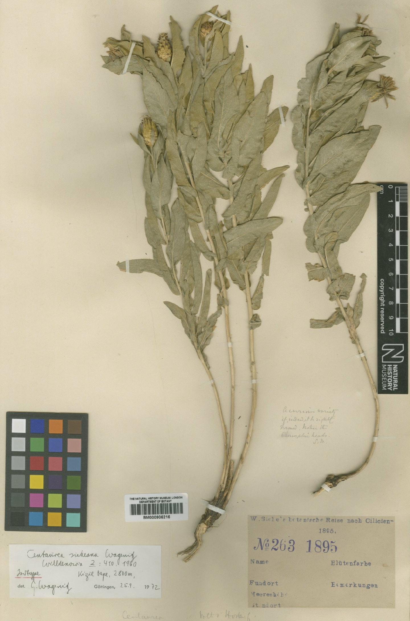 To NHMUK collection (Centaurea sieheana Wagenitz; Isotype; NHMUK:ecatalogue:4996300)