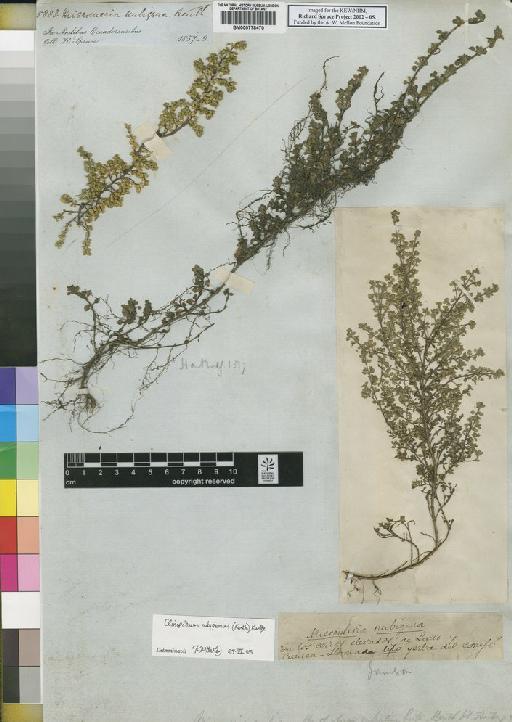 Micromeria nubigena Benth. - Spruce - BM000778470