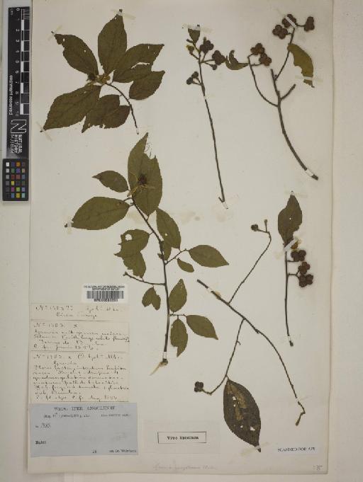 Grewia angolensis - 000630893
