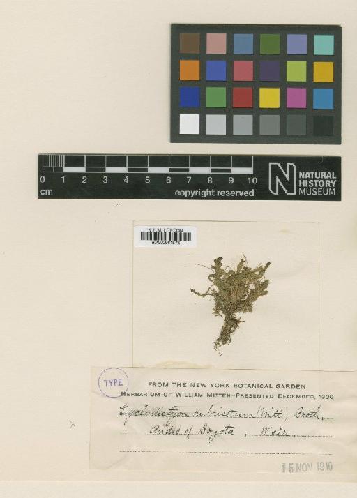 Cyclodictyon rubrisetum (Mitt.) Kuntze - BM000961873_a