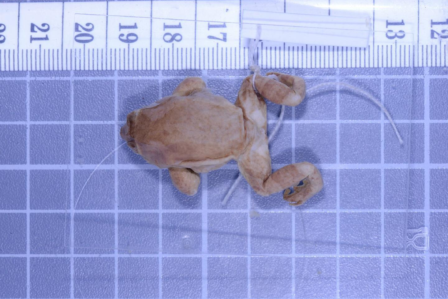 Metaphrynella pollicaris thumbnail