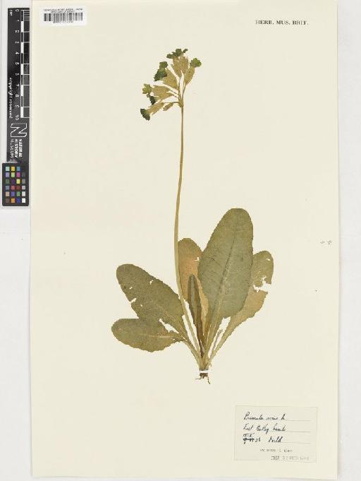 Primula veris L. - BM001037378