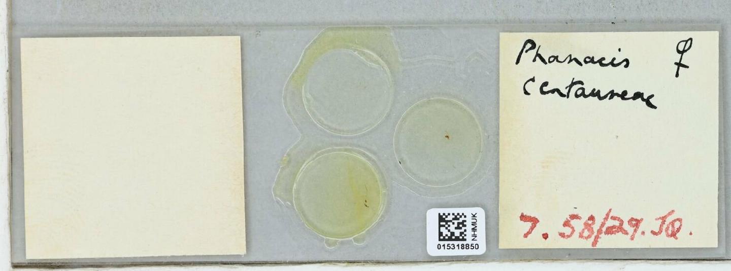 Phanacis centaureae