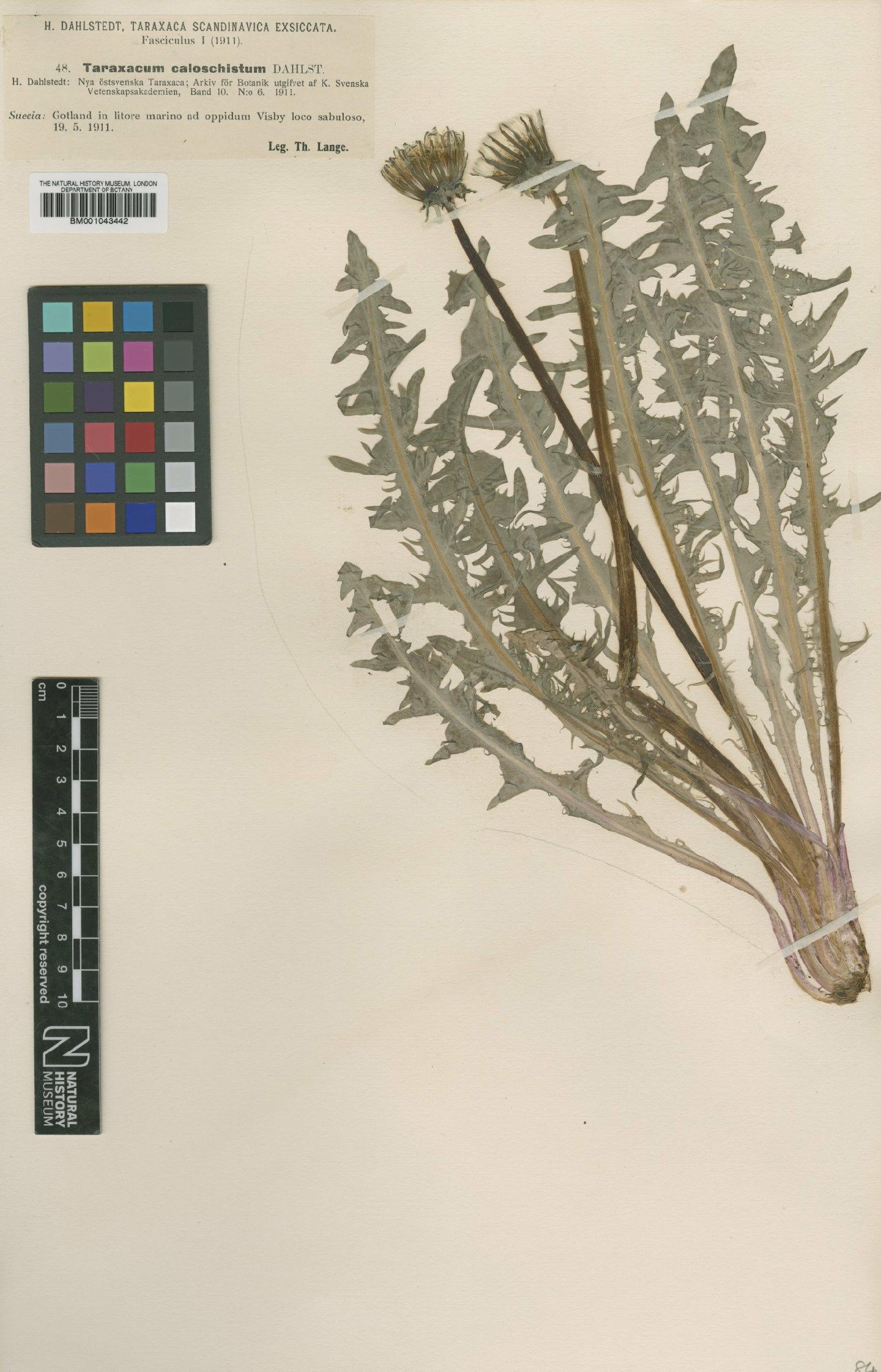 To NHMUK collection (Taraxacum caloschistum Dahlst; Type; NHMUK:ecatalogue:1998165)
