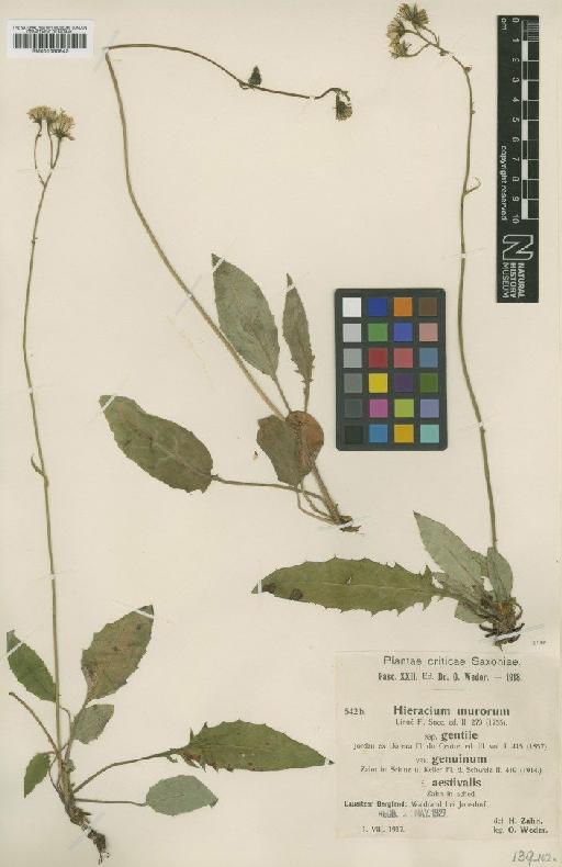Hieracium murorum subsp. gentile Jord. - BM001050843
