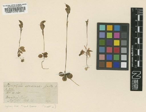 Pterostylis concinna R.Br. - BM000048325