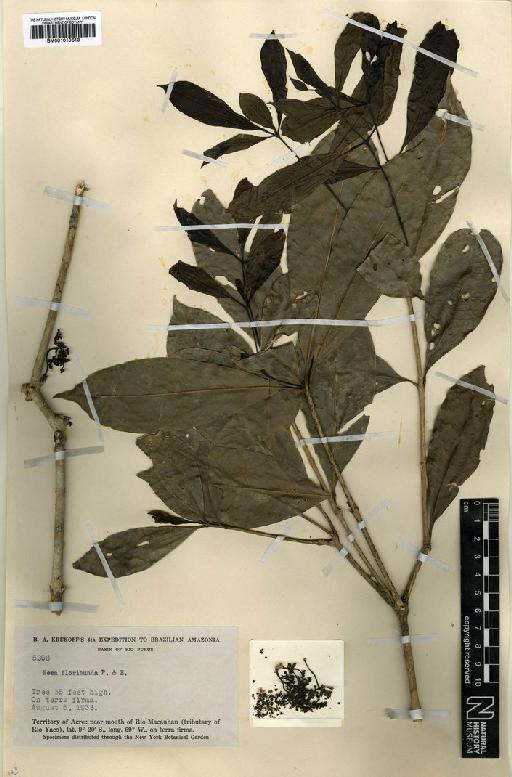 Neea floribunda Poepp. & Endl. - BM001010613