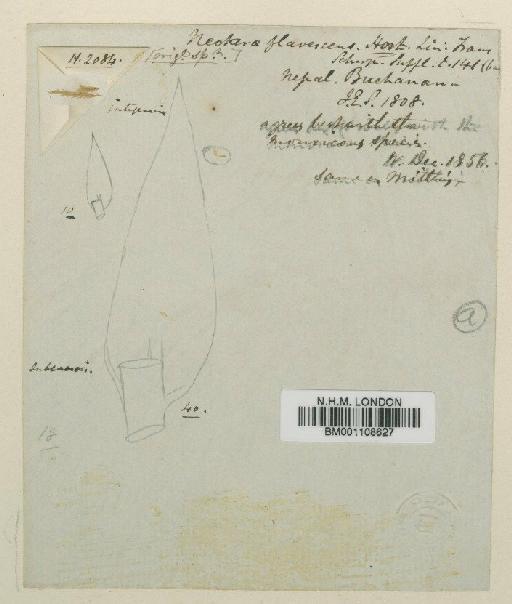 Entodon flavescens (Hook.) A.Jaeger - BM001108627