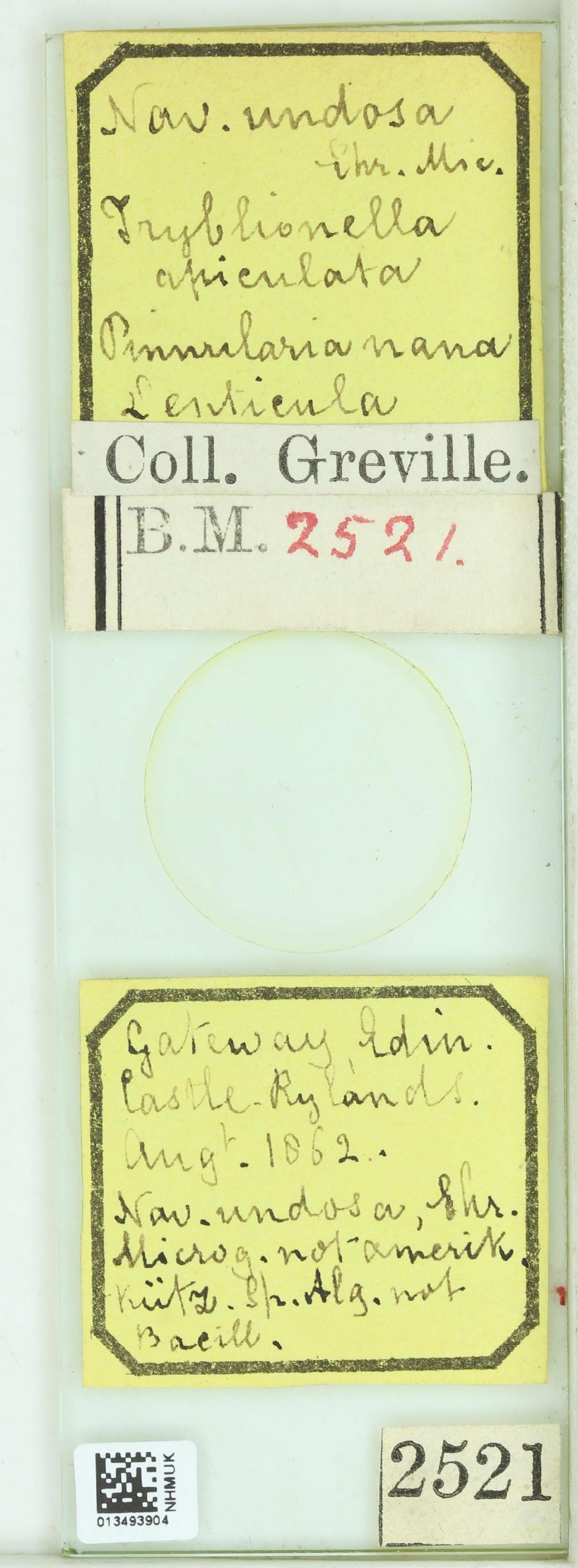 To NHMUK collection (Pinnularia nana W.Greg. ex Carruth.; Type; NHMUK:ecatalogue:4737351)