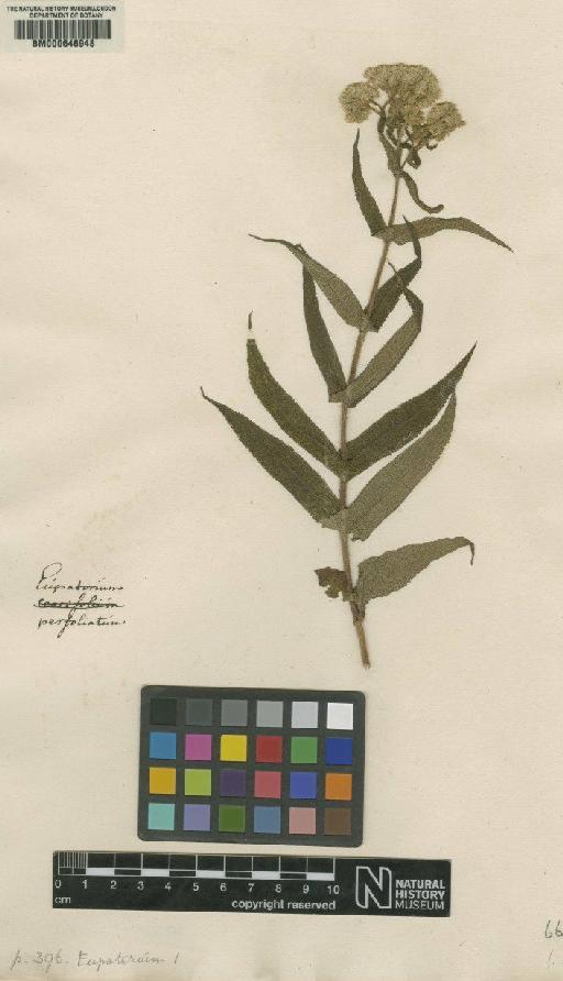 Eupatorium perfoliatum L. - BM000646948
