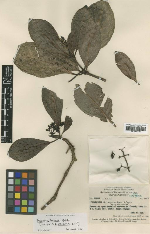 Psychotria bracteosa Valeton - BM000945348