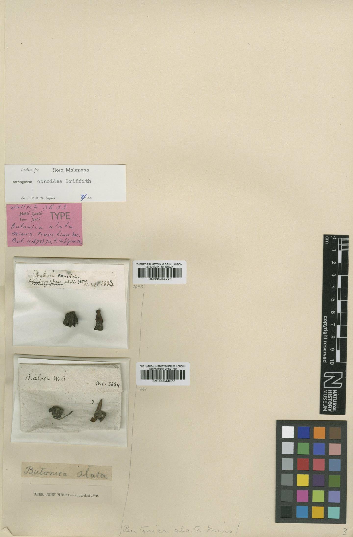 To NHMUK collection (Barringtonia conoidea Griff.; Isotype; NHMUK:ecatalogue:434167)