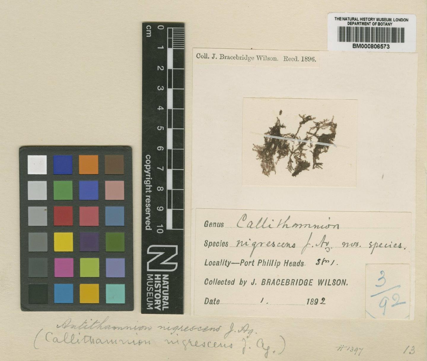 To NHMUK collection (Gymnothamnion nigrescens (J.Agardh) Athanas.; Type; NHMUK:ecatalogue:4817319)