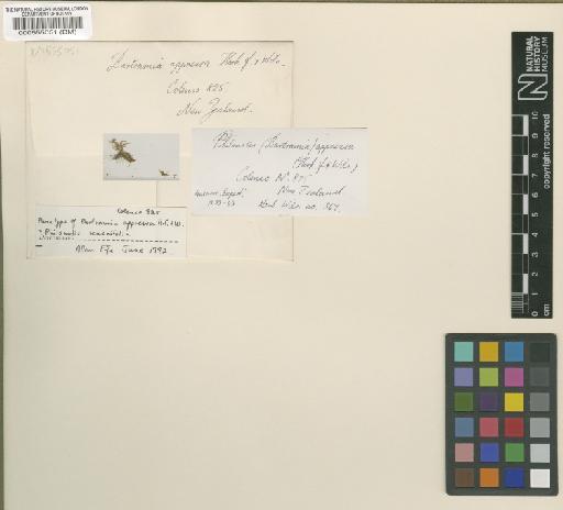 Philonotis scabriflolia (Hook.f. & Wilson) Braithw. - BM000555051.tif