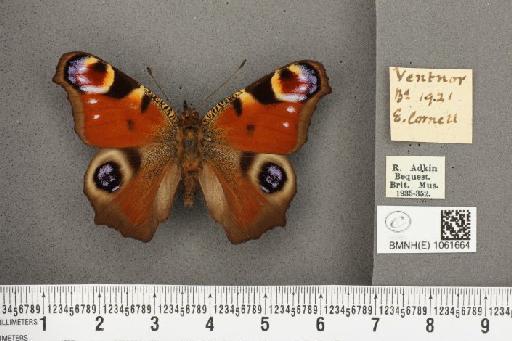 Aglais io (Linnaeus, 1758) - BMNHE_1061664_22293