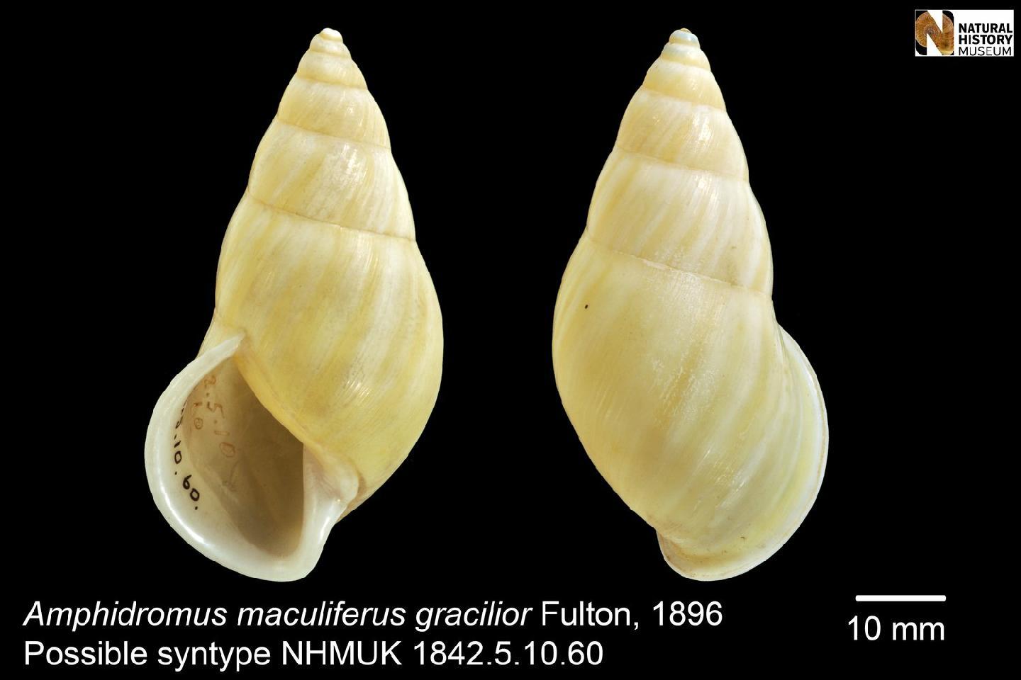 To NHMUK collection (Amphidromus maculiferus gracilior Fulton, 1896; SYNTYPE; NHMUK:ecatalogue:4149867)