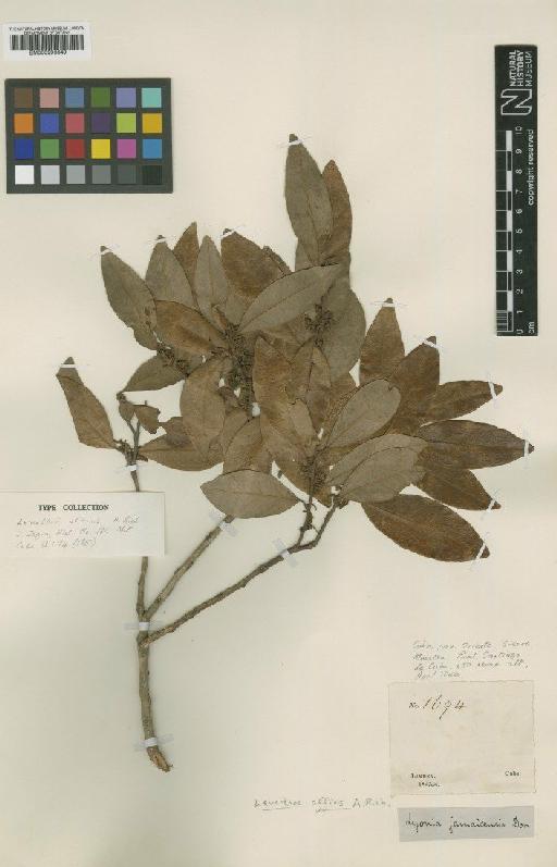 Lyonia affinis (A.Rich.) Urb. - BM000993649